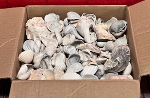 lot 128 image: Box Full of Hundreds of Seashells