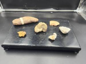 lot 74 image: Selection of fossils