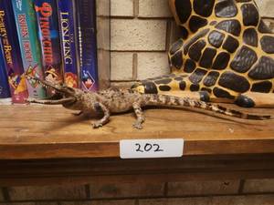 lot 202 image: Taxidermy - small alligator