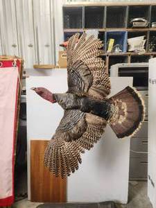 lot 2 image: Taxidermy - Turkey in flight wall mount -  60 wingspan
