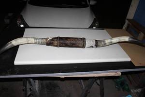 lot 2 image: Long Horns