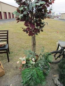 lot 110 image: Wax plants indoor out door use