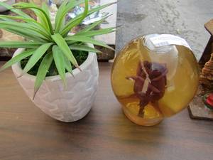 lot 215 image: wax plant in planter, clear glass globe with rose inside