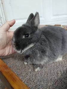 lot 11 image: Netherland Dwarf Blue Otter Senior Buck--Read Description