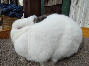 lot 10 image: Netherland Dwarf Himalayan Senior Doe--Read Description