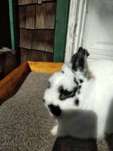 lot 2 image: Netherland Dwarf Senior Broken Otter Buck--Read Description