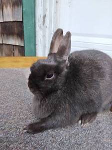 lot 12 image: Chocolate Polish Senior Doe--Read Description