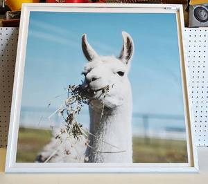 lot 222 image: FRAMED PRINT AS SHOWN.