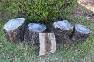 lot 165 image: Four Stump Logs and Slice of wood as Shown in Pictures