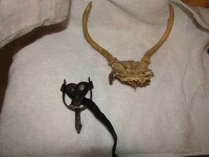 lot 184 image: Small single kids spur, used for dcor-- set of antlers unsure what type of animal