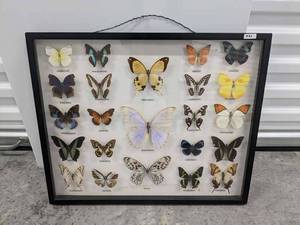 lot 261 image: Bits & Bugs 23 Framed Butterfly Portrait Collection
