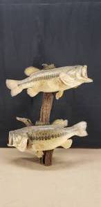 lot 3 image: Double Mounted Bass Taxidermy 30x 22