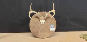 lot 87 image: Wall Mounted Antlers