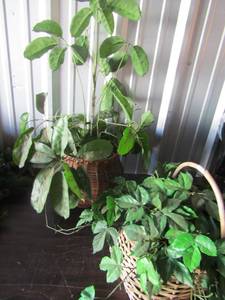 lot 250 image: 2 wicker basket plant pot holders for indoor outdoor use both contain wax plants