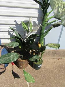 lot 281 image: 2 elephant ear wax plants in planters qty 2