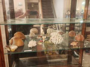 lot 26 image: Selection of sea life - coral. shells, etc