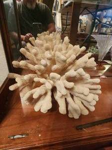 lot 29 image: Large piece of white coral