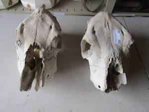 lot 25 image: 2 COW SKULLS