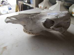 lot 27 image: Cow skull head with no horns