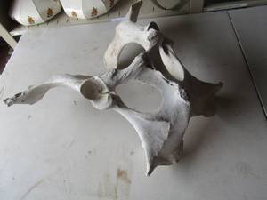 lot 156 image: possible cowbovine pelvis