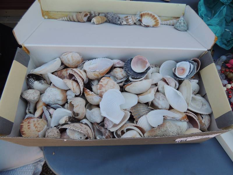 lot 276 image: Box of sea shells...