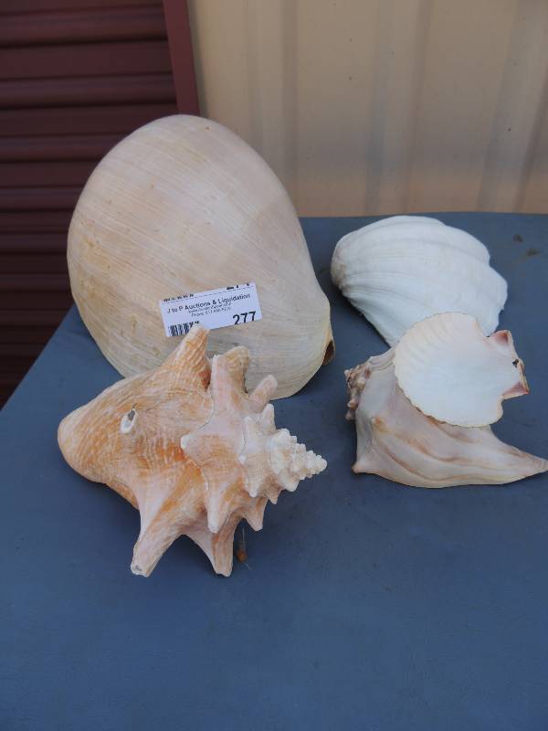 lot 277 image: LARGE Conch shell and clam shells...