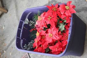 lot 199 image: Poinsettia Bushes