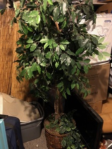 lot 193 image: Ficus Tree