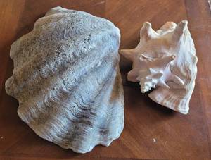lot 36 image: TWO LARGE SEA SHELLS AS SHOWN.