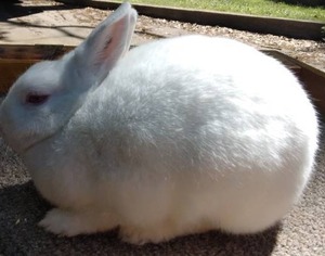 lot 9 image: Polish Ruby Eyed White Brood Doe--Please read description