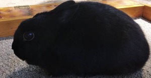 lot 11 image: Polish Black Brood Doe---Please read description