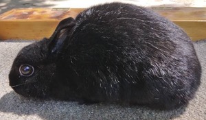 lot 13 image: Polish Black Brood Doe--Please read description