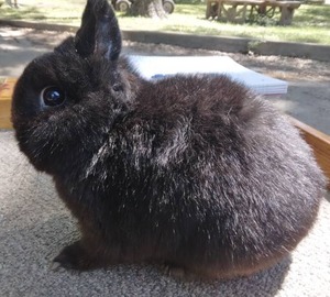 lot 18 image: Netherland Dwarf Black Buck---Please read description
