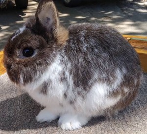 lot 19 image: Netherland Dwarf Broken Chocolate Buck---Please read description