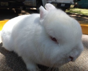 lot 20 image: Netherland Dwarf Ruby Eyed White Doe--Please read description