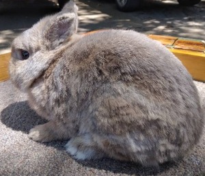 lot 21 image: Netherland Dwarf Lynx Doe---Please read description