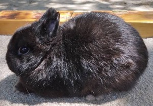 lot 22 image: Netherland Dwarf Black Buck--Please read description