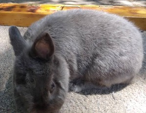 lot 23 image: Netherland Dwarf Lilac Doe---Please read description