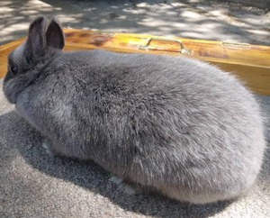 lot 24 image: Netherland Dwarf Smoke Pearl Buck---Please read description