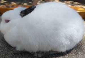 lot 26 image: Netherland Dwarf Himi Brood Doe---Please read description