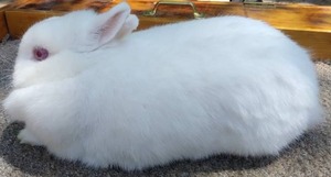 lot 27 image: Netherland Dwarf Ruby Eyed White Brood Doe---Please read description