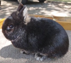 lot 28 image: Netherland Dwarf Black Otter Doe--Please read description
