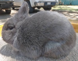lot 29 image: Netherland Dwarf Blue Doe--Please read description