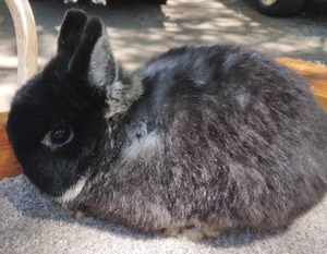 lot 30 image: Netherland Dwarf Black Otter Buck--Please read description