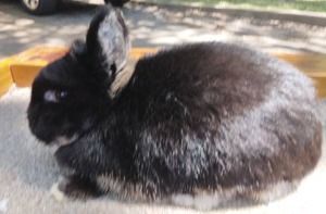lot 31 image: Netherland Dwarf Black Otter Brood Doe---Please read description
