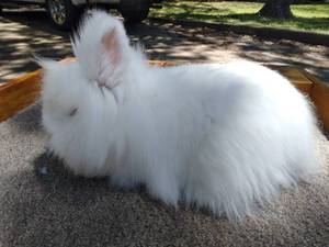 lot 32 image: Lionhead Ruby Eyed White Doe--Please read description