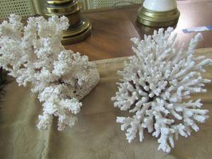 lot 85 image: 8 white coral-- 5 white coral