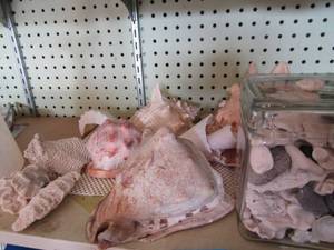 lot 466 image: large lot of various sea shells