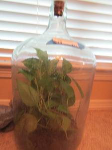 lot 311 image: terrarium plant inside a 5 gallon glass jug