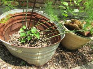 lot 932 image: metal bucket plant potter andmore